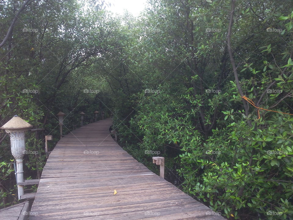 vacation in mangrove park