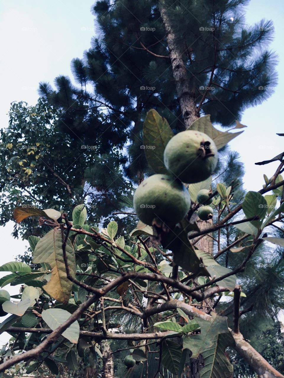 Guava palm combination 