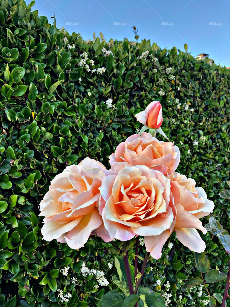 Calabasas roses 