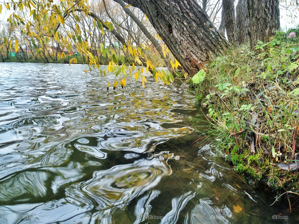 tree pond water yellow leaves by vsusov