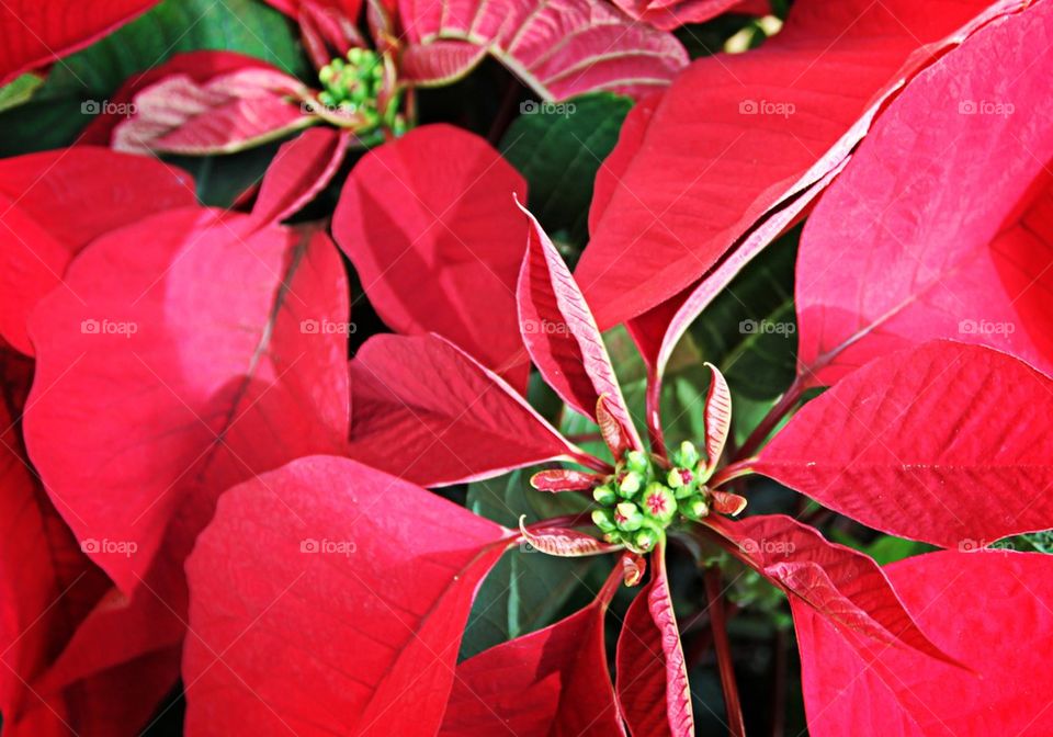 Poinsettia