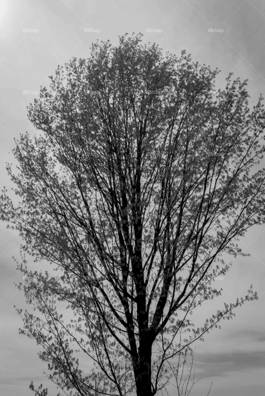 spring tree b & w