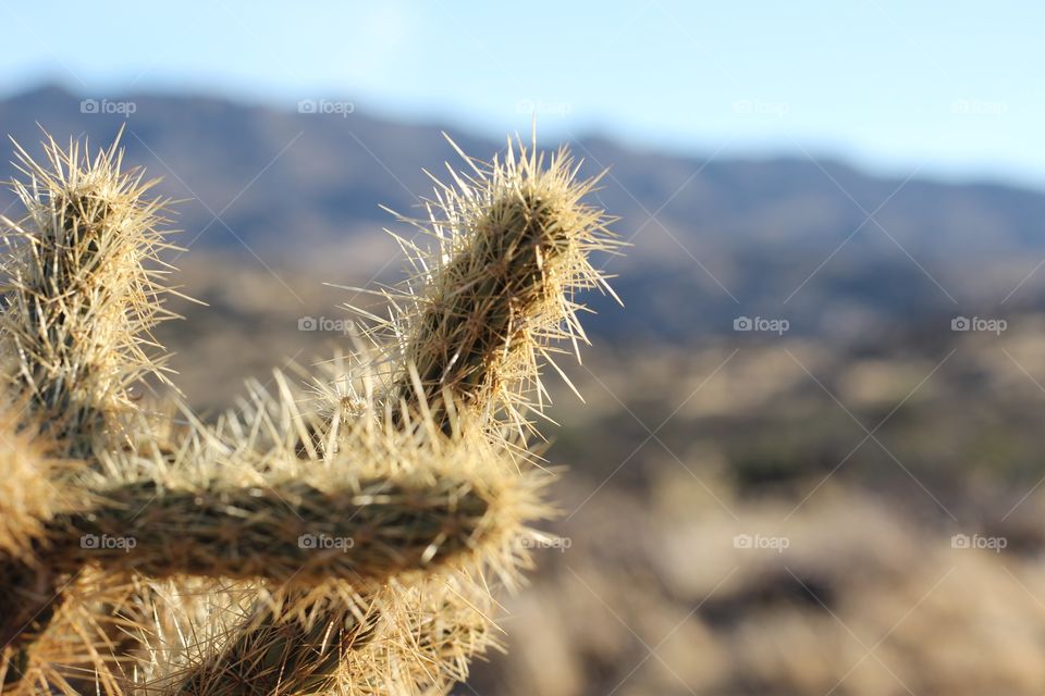 Cactus . The Desert - Anza-Borrego California
