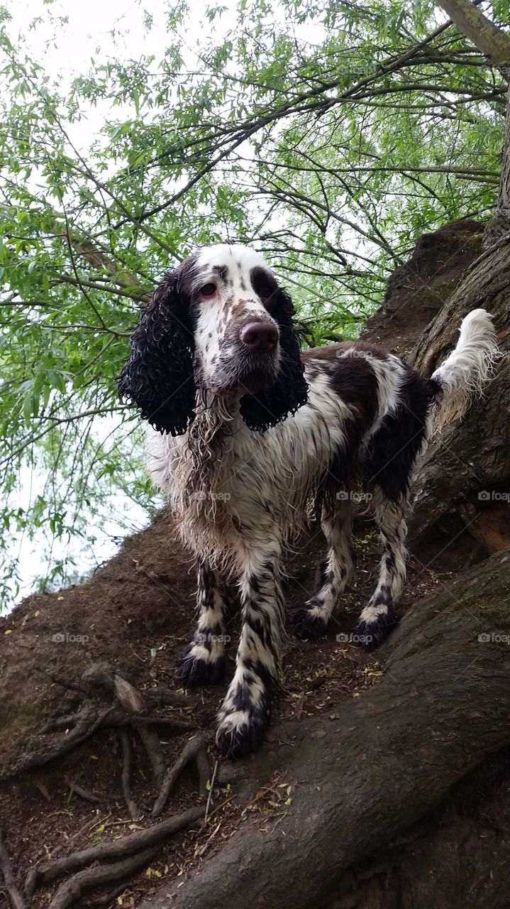 me been in the water, no I've been climbing the tree!
