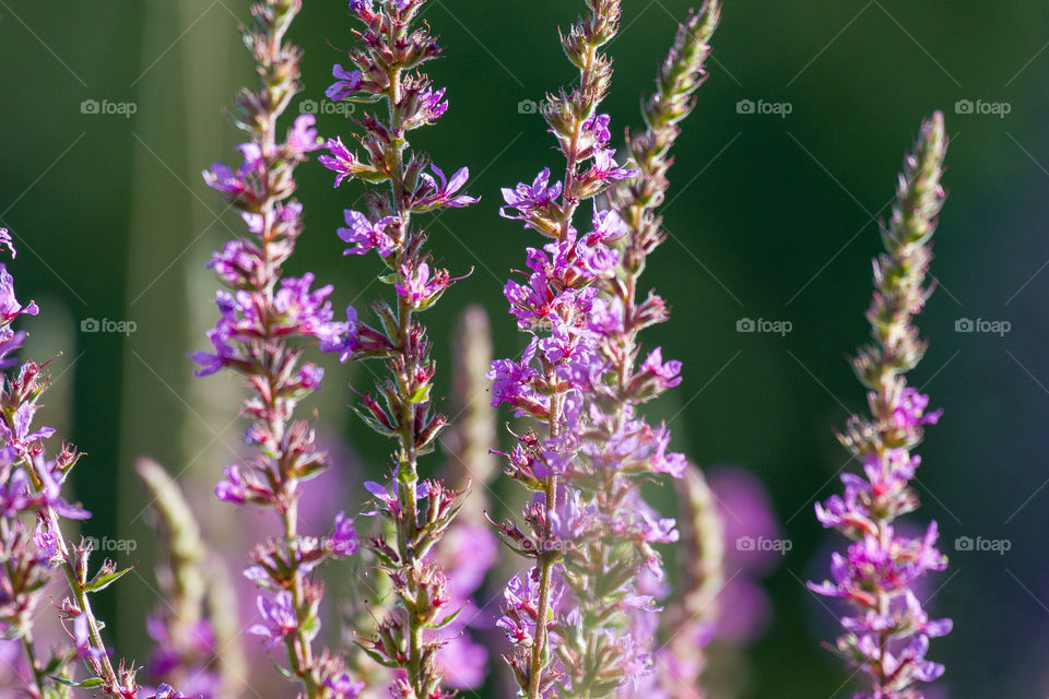 Purple wildflowers  - colors of spring