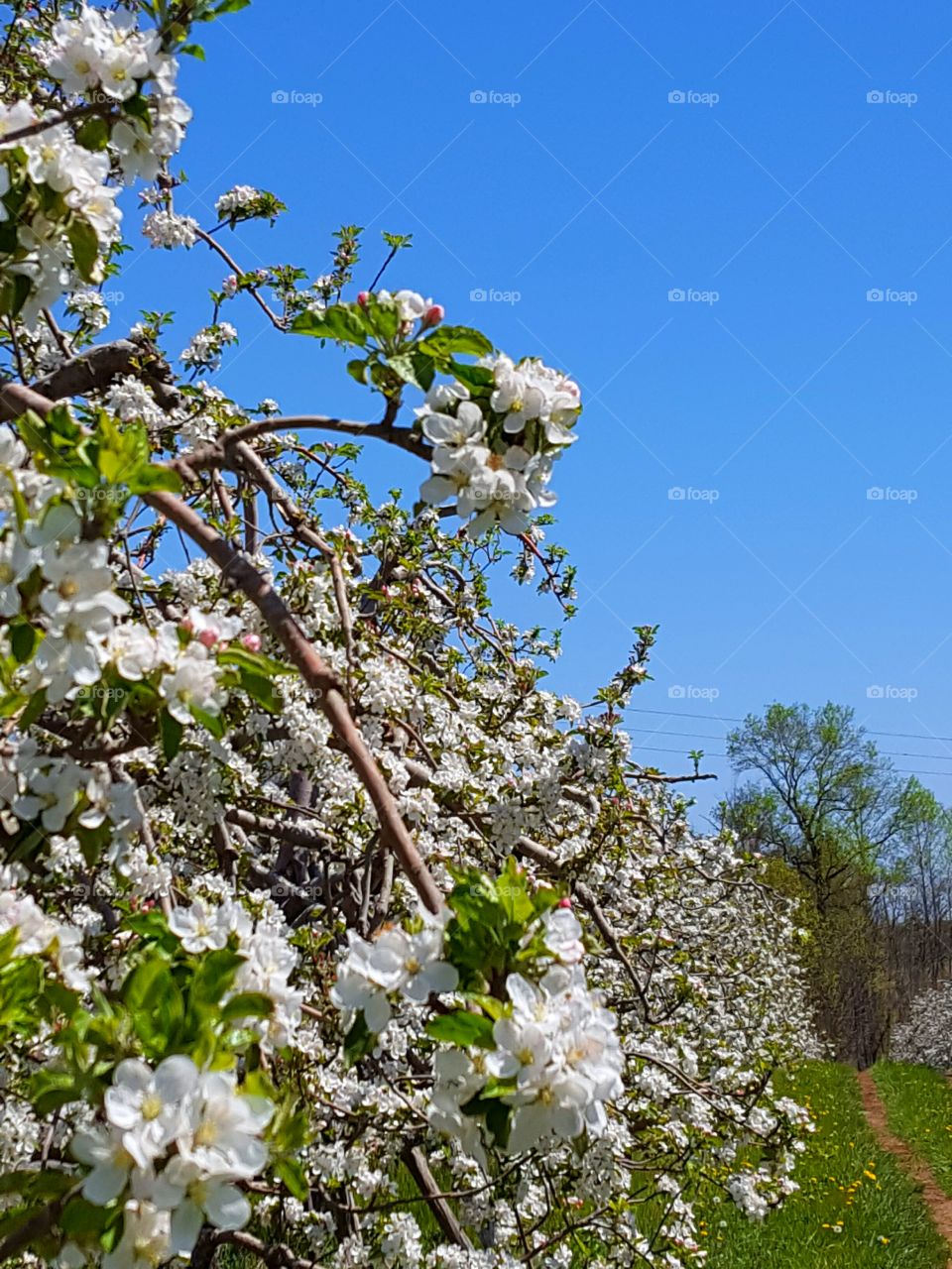 apple blossoms