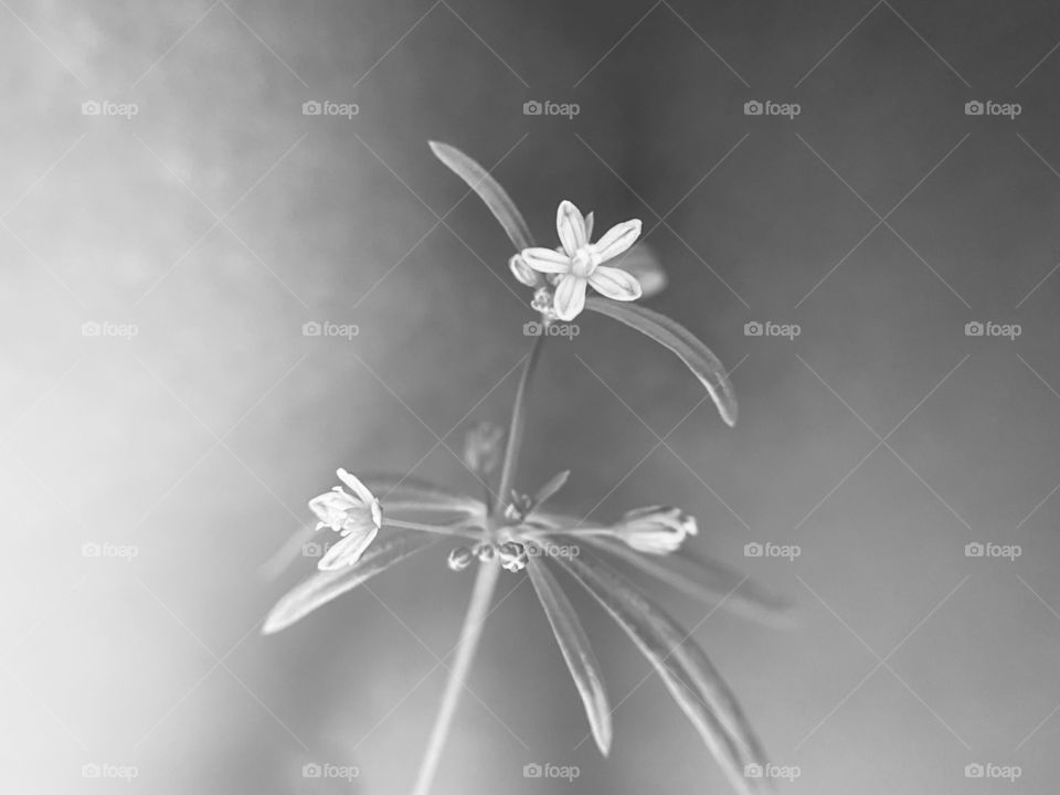 Tiny flower, black and white 