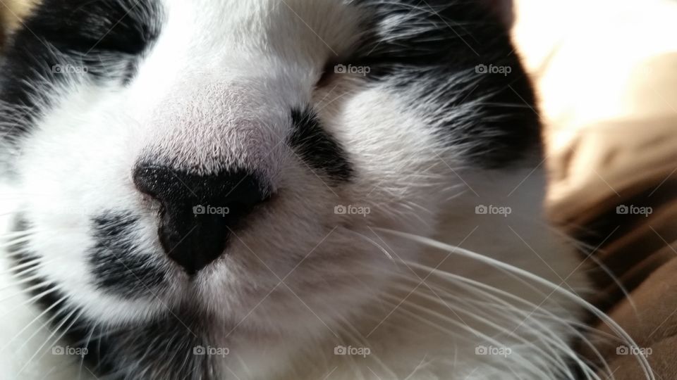 Tuxedo Cat Face. Up close and personal of rescued shelter cat.
