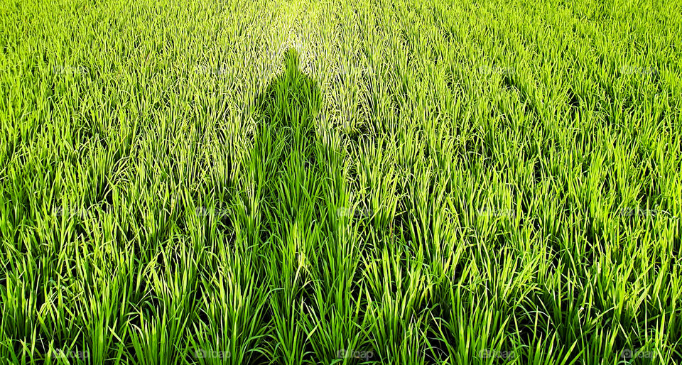 Shadow of a man on the Rice Field