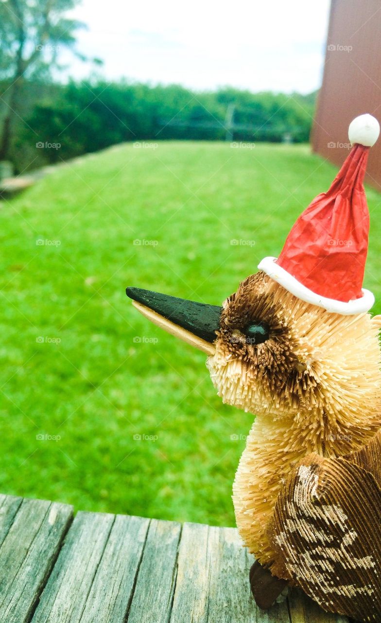 Coloured kookaburra Australian Christmas