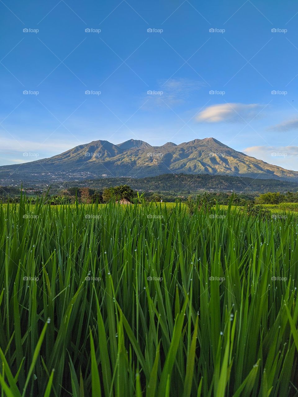 Dewy atmosphere in the morning