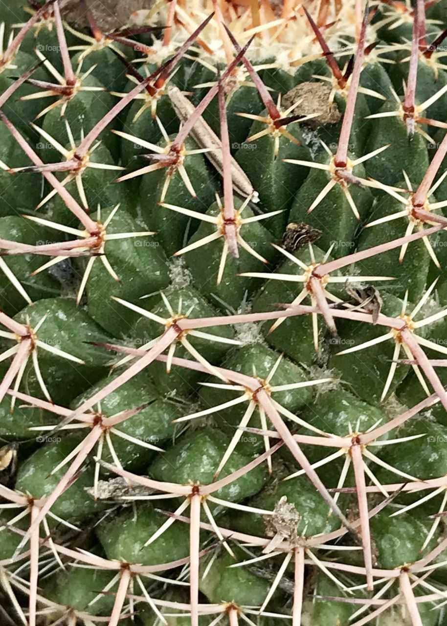 Cactus 