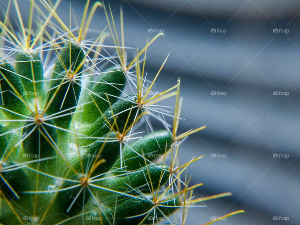 cactus