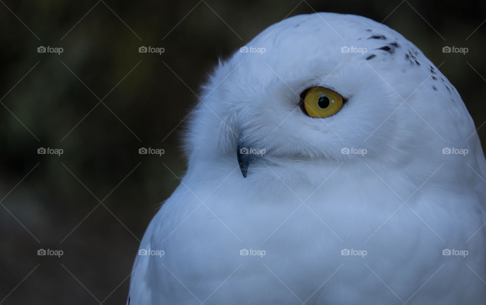 A Snowy Owl just woke up