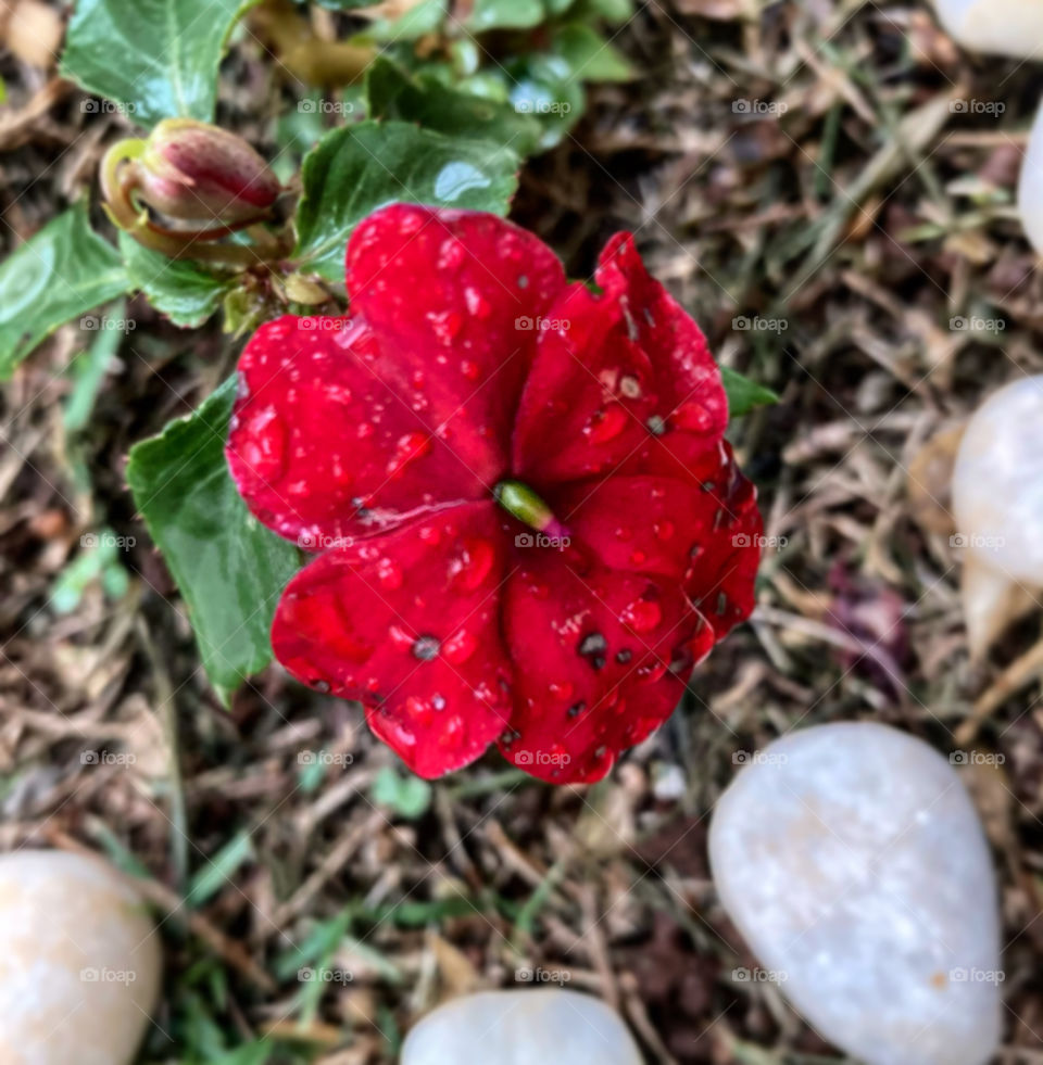 🌹 🇺🇸 Very beautiful flowers to brighten our day.  Live nature and its beauty. Did you like the delicate petals? / 🇧🇷 Flores muito bonitas para alegrar nosso dia. Viva a natureza e sua beleza. Gostaram das pétalas delicadas? 