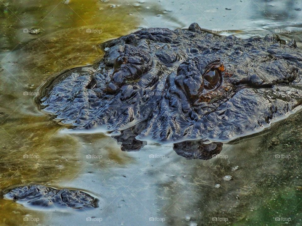 Crocodile Lurking In The Water

