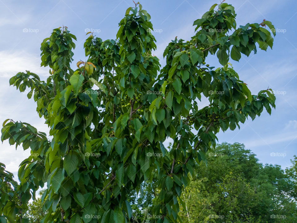 Cherry tree, branches against the blue sky and green berries. Evening before sunset. Garden.