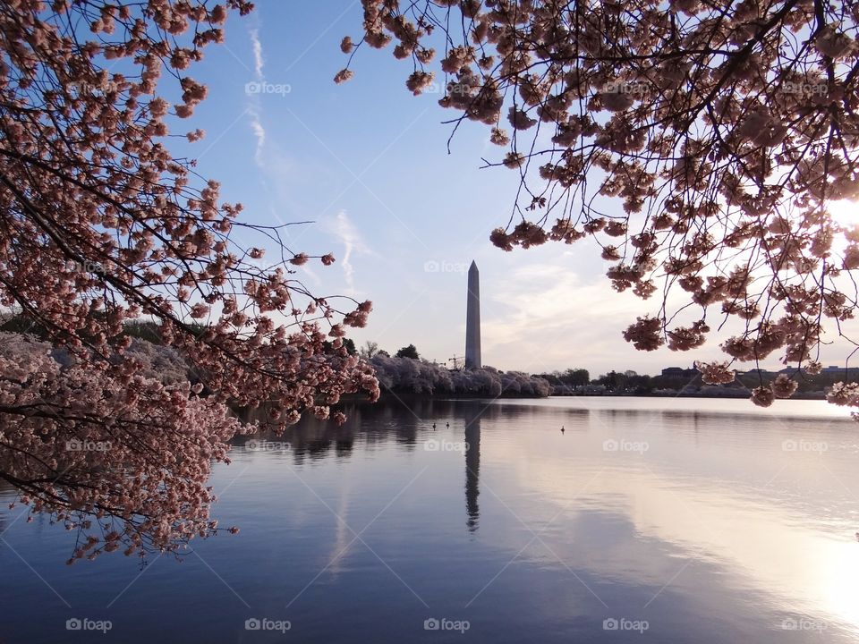 Cherry Blossom time in Washington DC