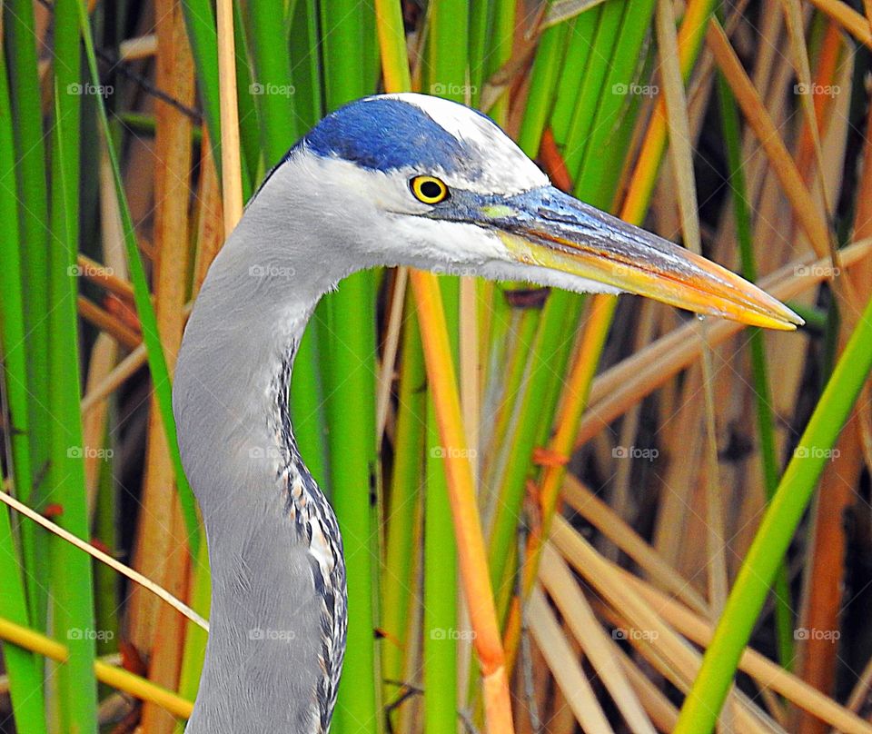 heron