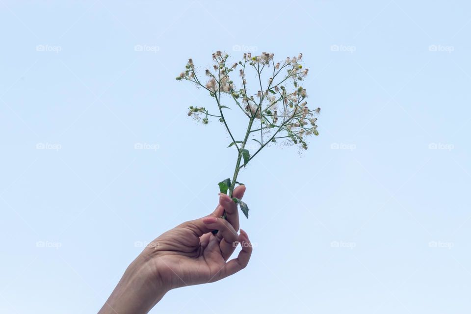 Holding beautiful white dandelion flower