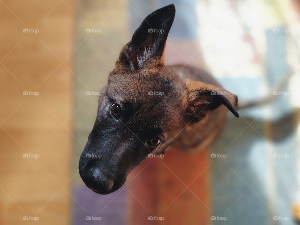 German Shepherd dog puppy on the carpet.
