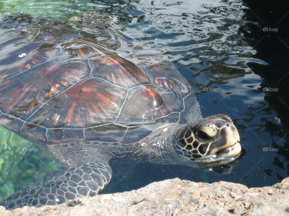 water aquarium ocean turtle by melody