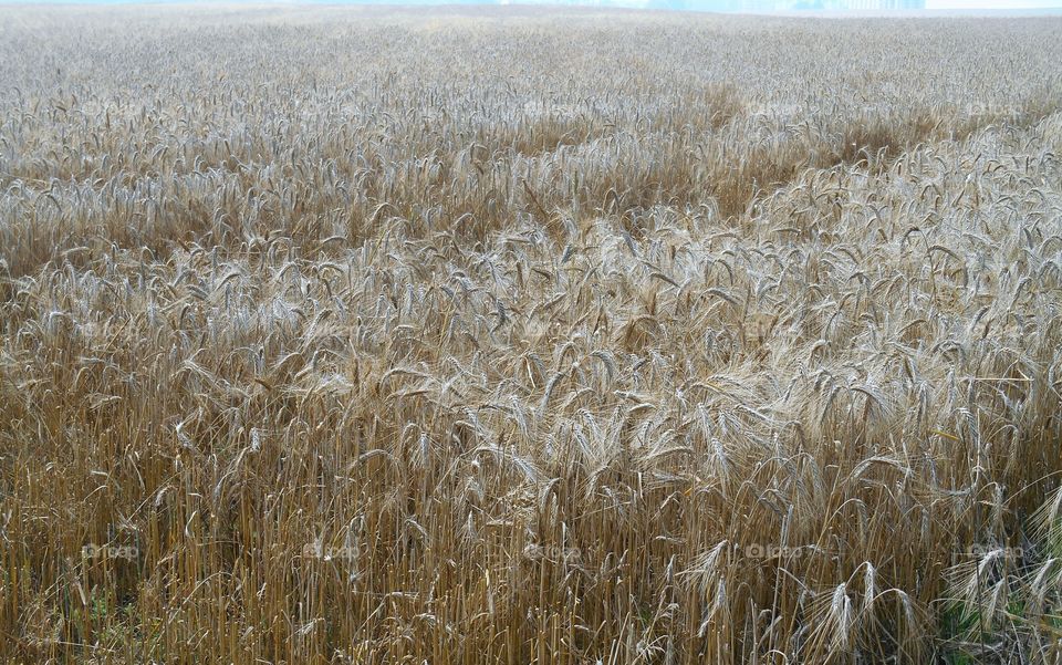 Cereal, Wheat, Straw, Corn, Bread