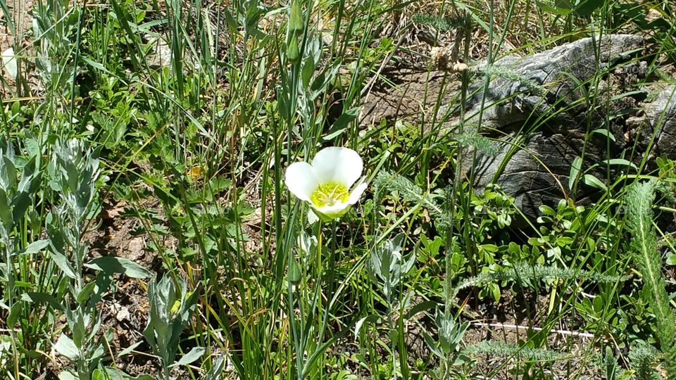 Sweet little flower surrounded by a bed of green