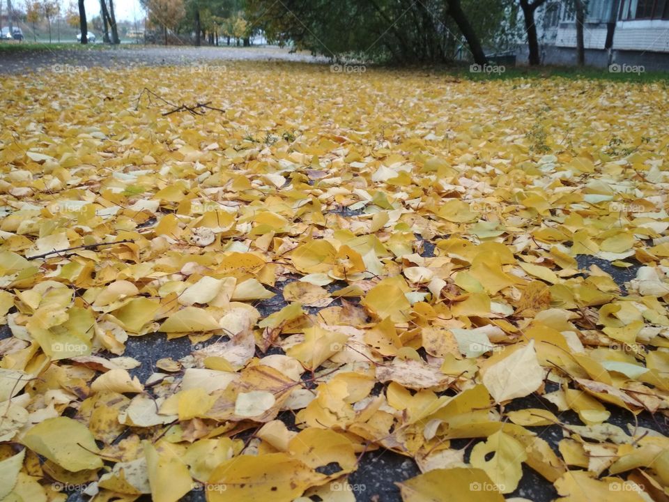 Осень.
опавшие листья.
fall. fallen leaves
