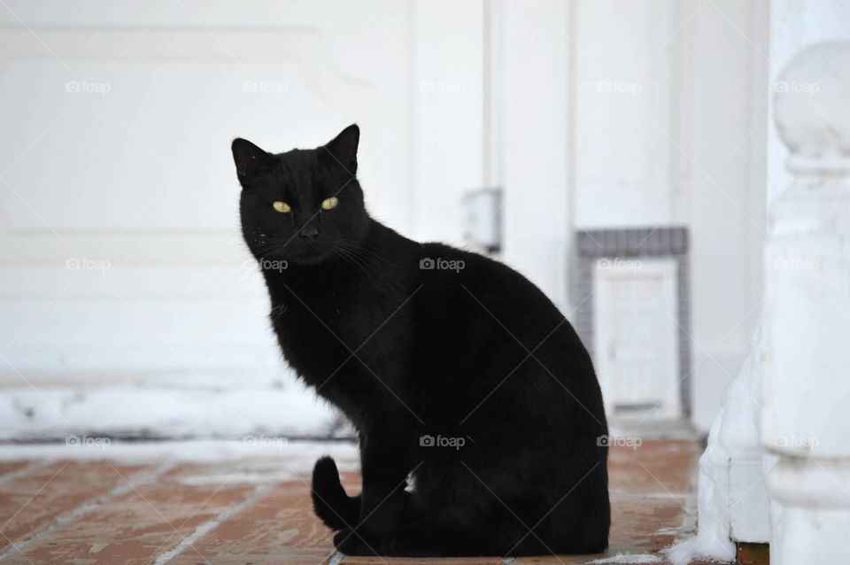 black cat/yellow eyes/waiting