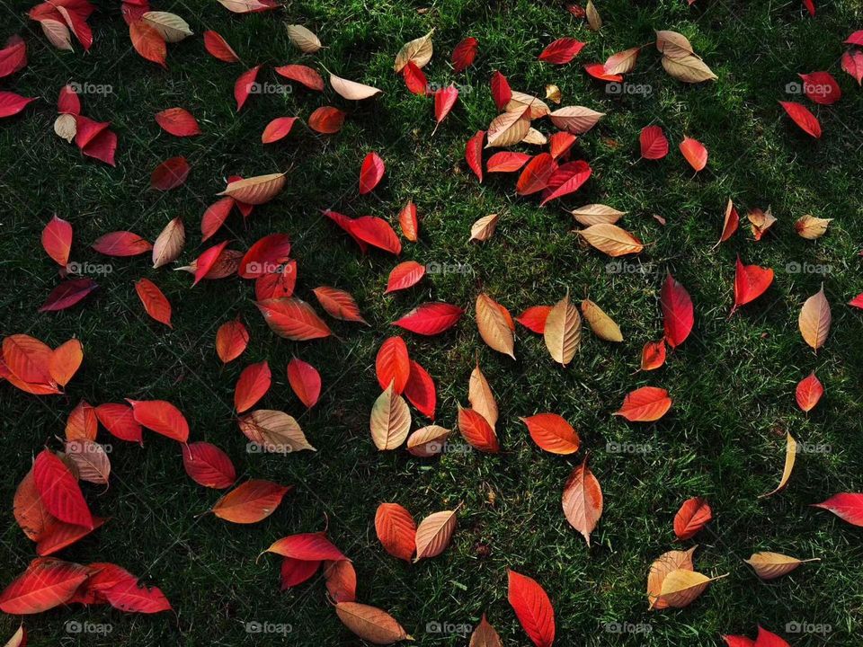 Beautiful colorful leaves 