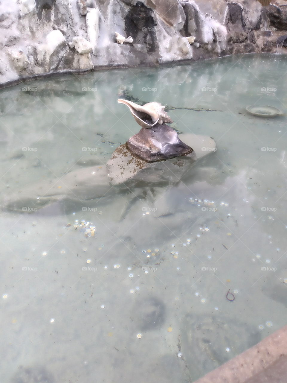 hermosa laguna y un cascarón de un caracol.