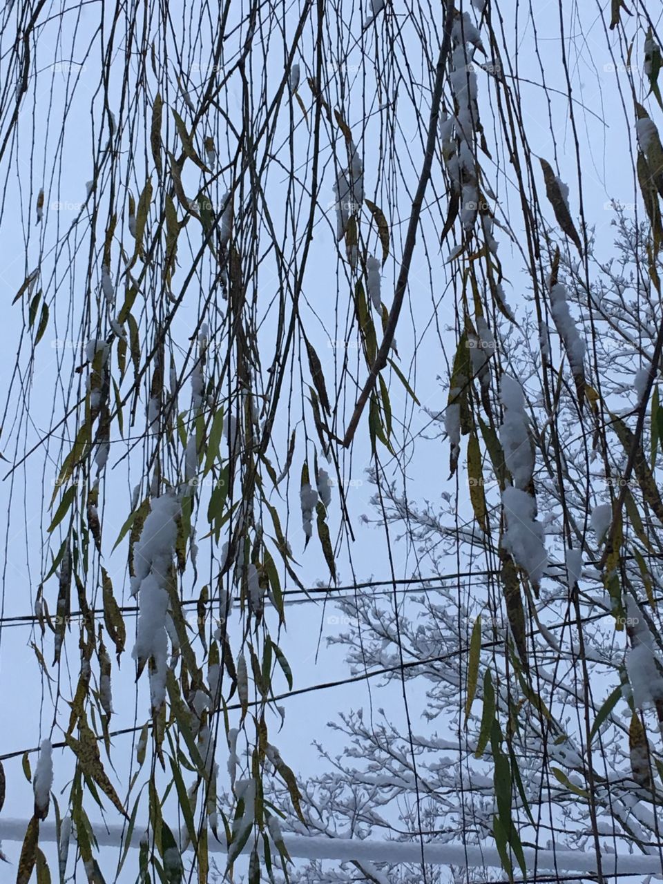 Weeping Willow Crying Snow