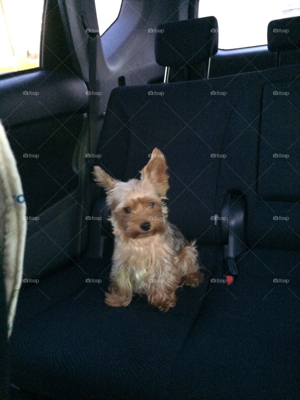 Yorkshire terrier in the car