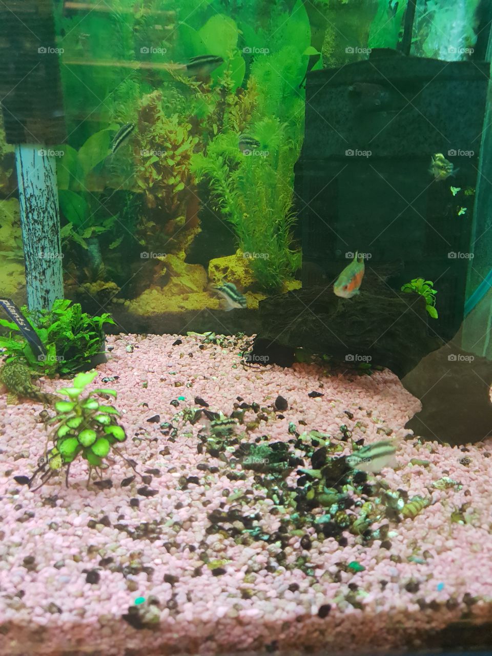 weil ich es einfach mag