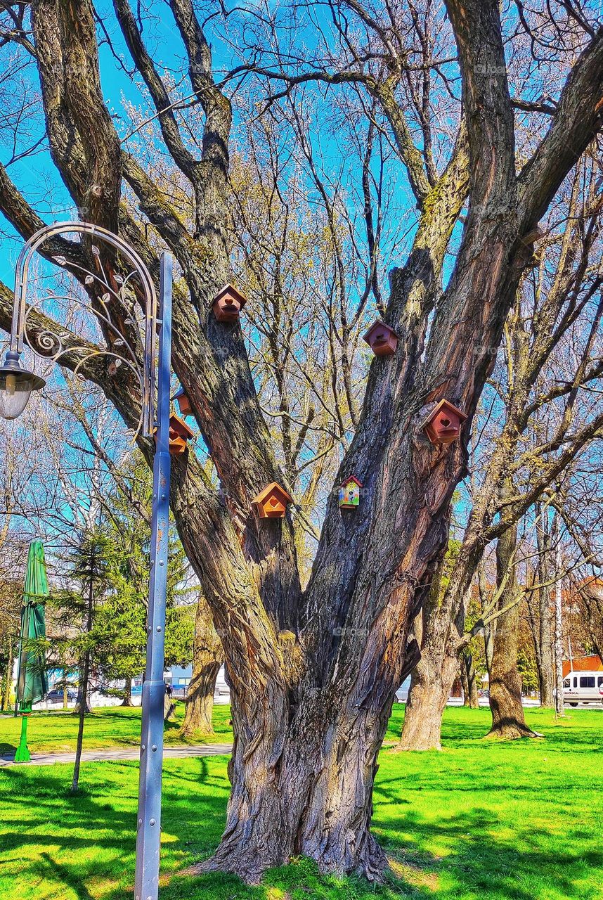 A beautiful photo of a tree with many bird houses put on it with different colours in the spring time