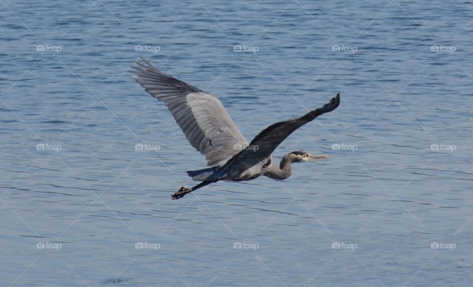 Heron