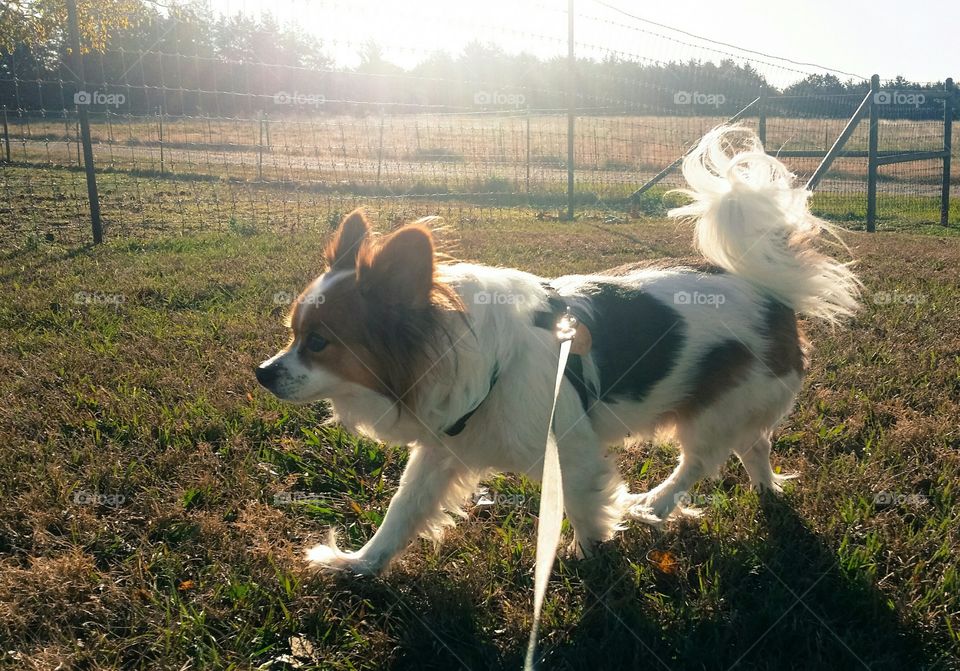 A Papillion dog walking on a leash in spring