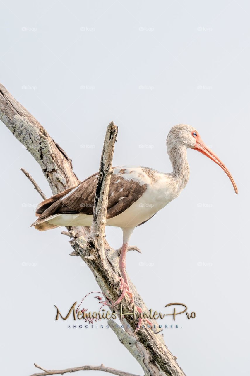 Florida Everglades Fauna 