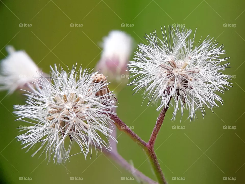 seeds