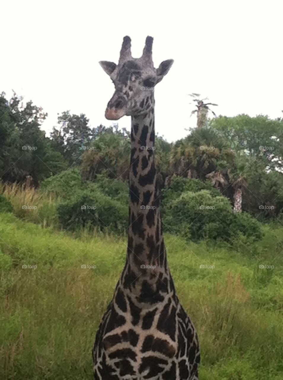 Young Giraffe. Walt Disney World safari "Giraffic Jam"