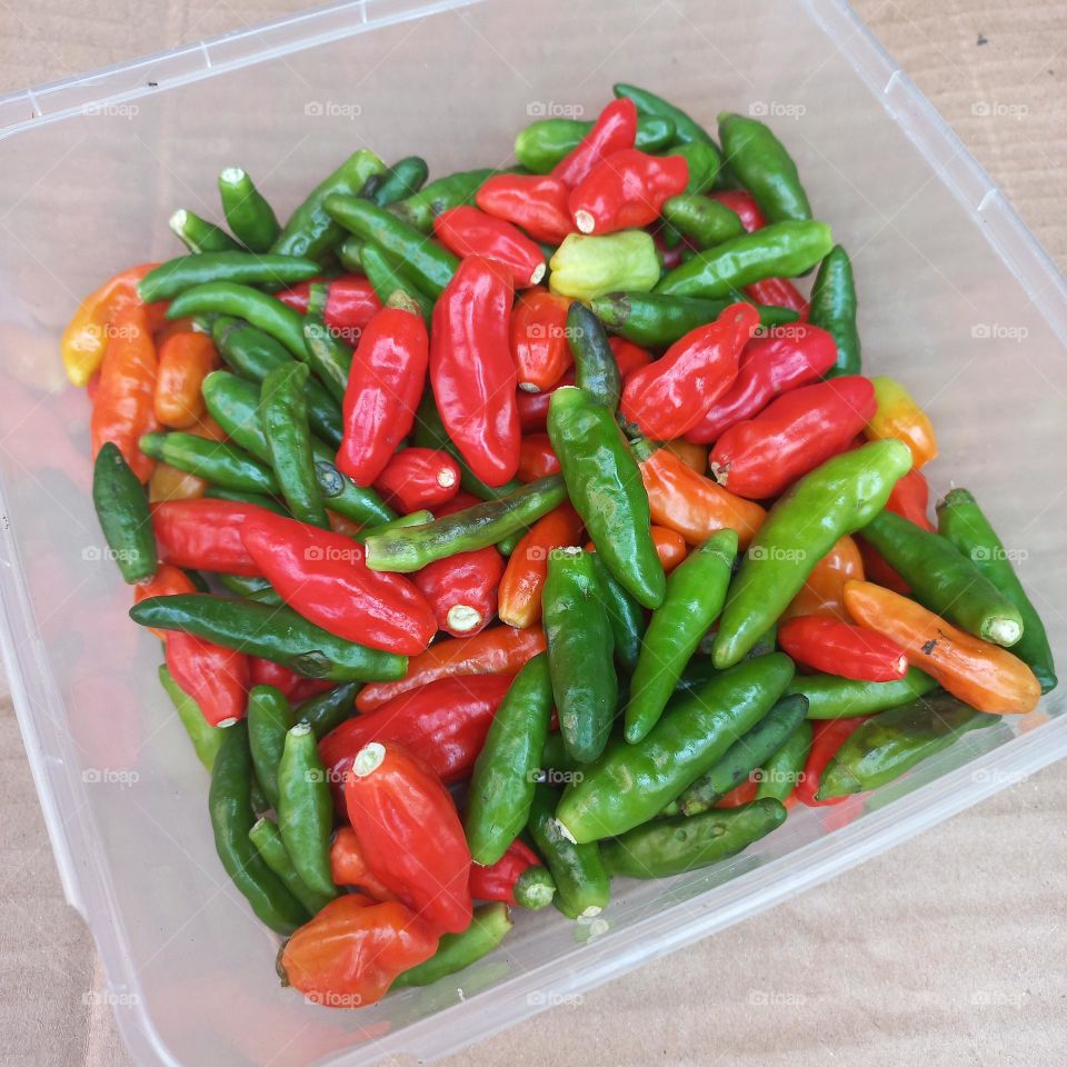 Cayenne Pepper is a horticultural plant of a type of vegetable that has small fruit with a spicy taste.