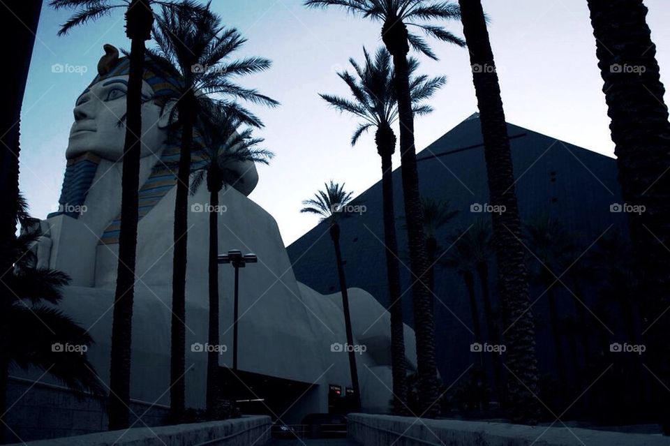 Egypt, pyramid, tree