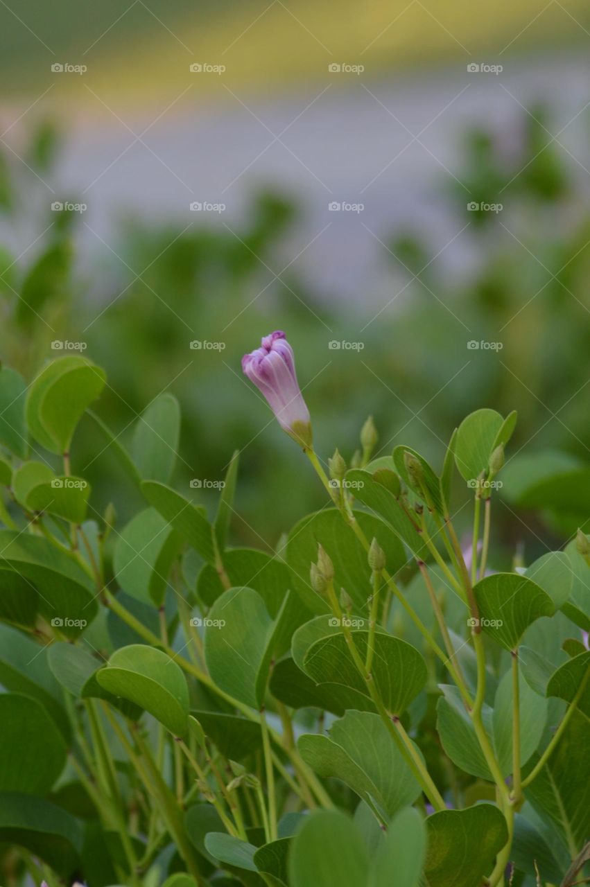 beautiful single flower taken by:DSLR camera nacon 300mm D3200