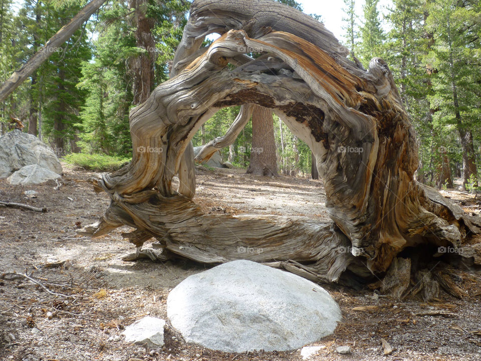 tree rock hole downed by kenglund