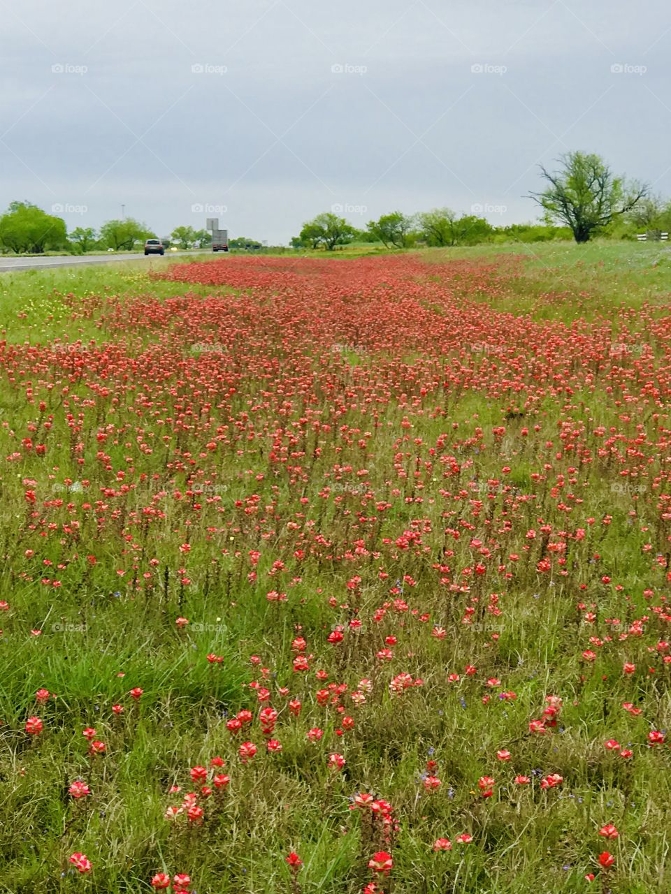 Wild flowers of Texas roads