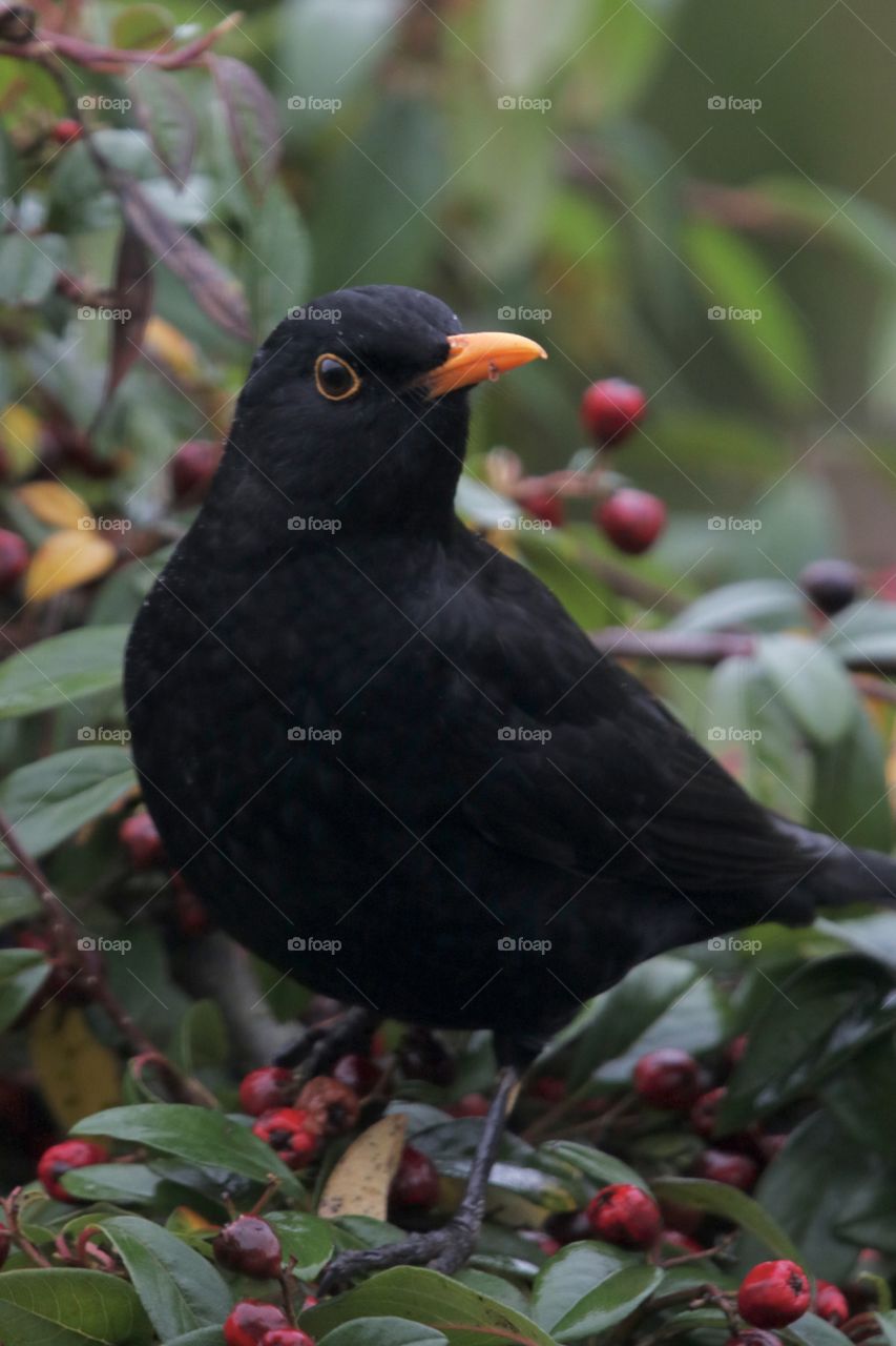 Blackbird