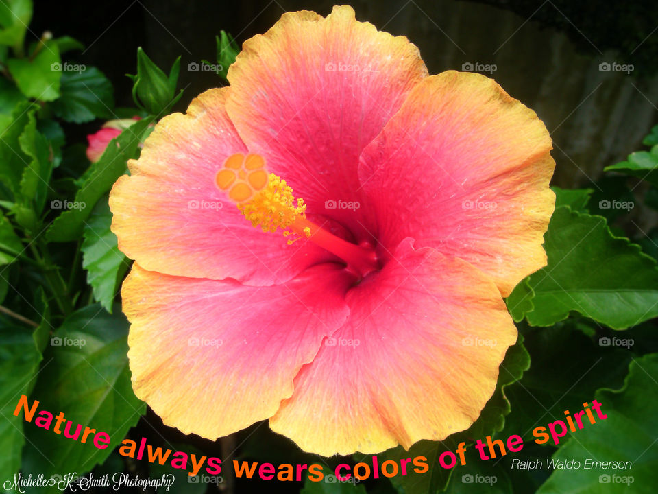 Hibiscus Beauty with a Ralph Waldo Emerson Quote