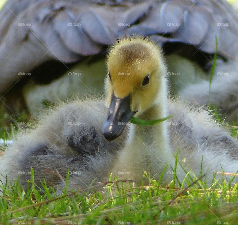 Gosling eating in front on mom
