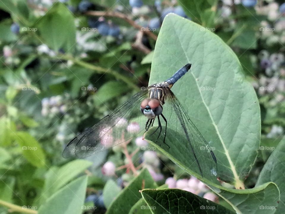 Resting Dragonfly on Blueberry Bush . Caught this guy catching a breather on one of my blueberry bushes.